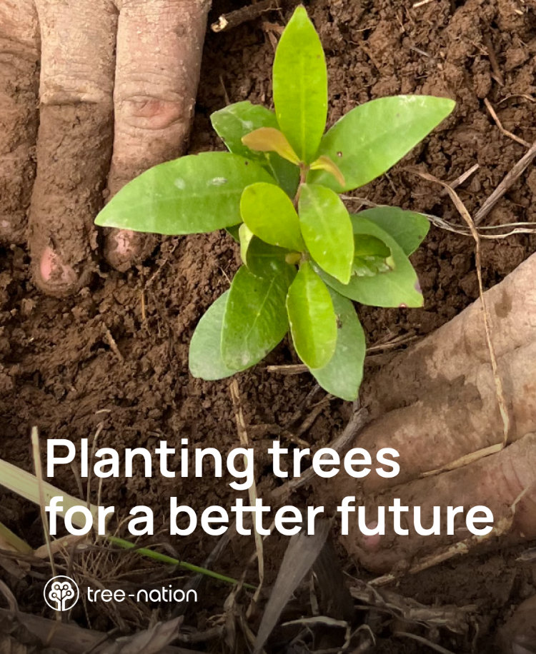 Träd planterade via Tree-Nation av Sustainable WWW