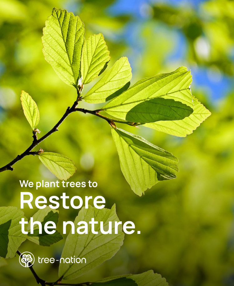 Träd planterade via Tree-Nation av Sustainable WWW