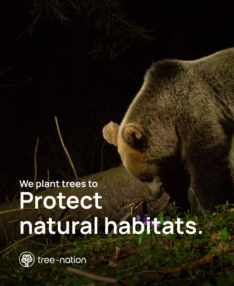 Träd planterade via Tree-Nation av Sustainable WWW